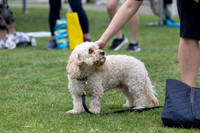 Pictured at Swellfest 2024 by Paul Kelly for Richie Stokes-20