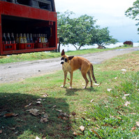 Hasselblad-11