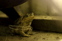 12-toad_of_castelli