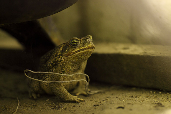 12-toad_of_castelli